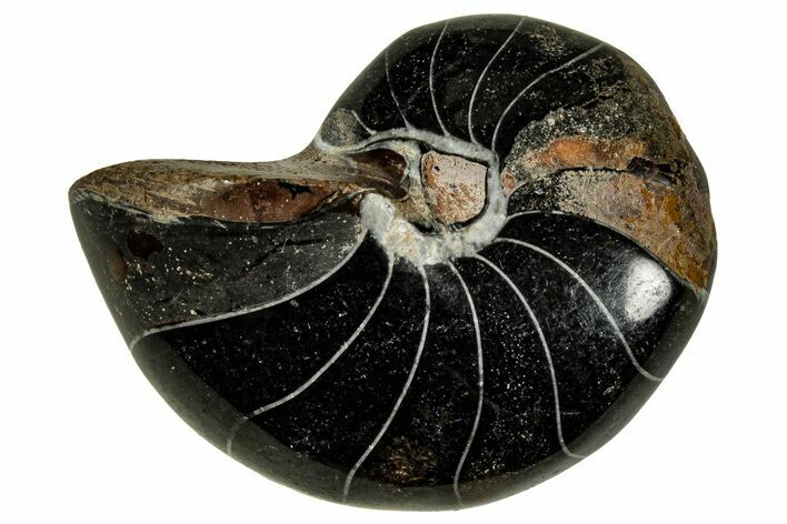 Polished Fossil Nautilus (Cymatoceras) - Unusual Black Color! #329211